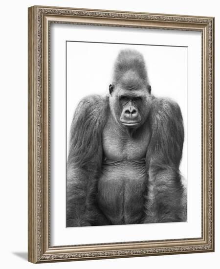 Gorilla-null-Framed Photographic Print