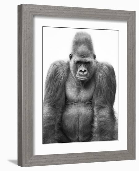 Gorilla-null-Framed Photographic Print