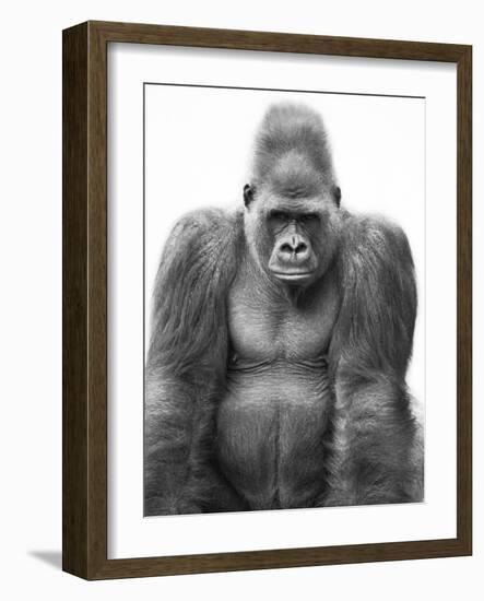 Gorilla-null-Framed Photographic Print