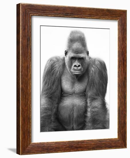 Gorilla-null-Framed Photographic Print