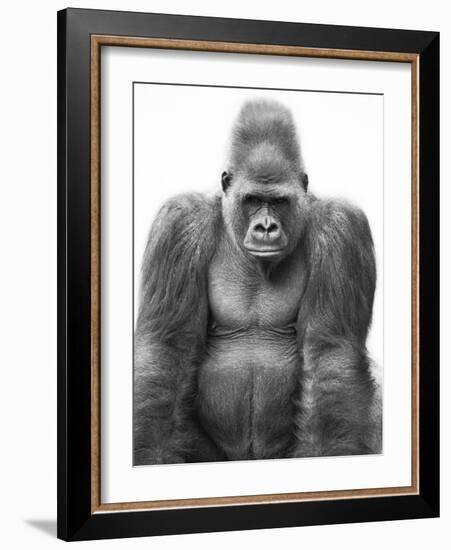 Gorilla-null-Framed Photographic Print