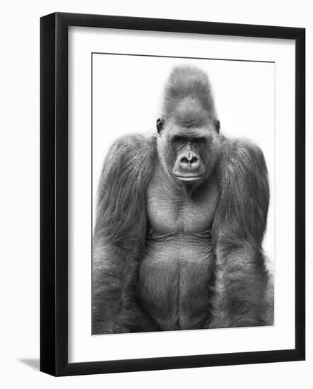 Gorilla-null-Framed Photographic Print