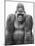 Gorilla-null-Mounted Photographic Print