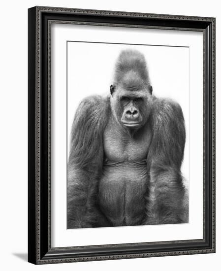 Gorilla-null-Framed Photographic Print