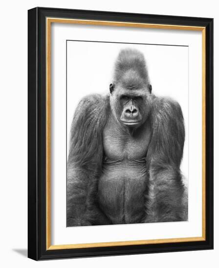 Gorilla-null-Framed Photographic Print