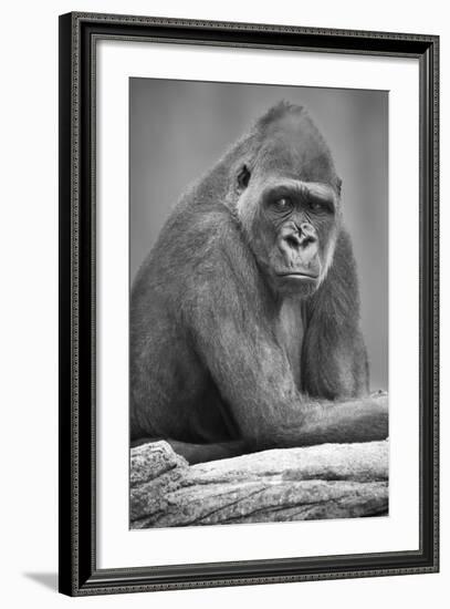 Gorilla-null-Framed Photographic Print