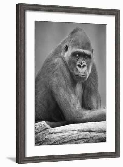 Gorilla-null-Framed Photographic Print