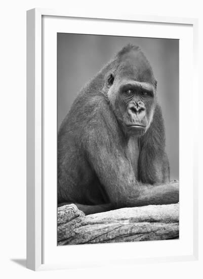 Gorilla-null-Framed Photographic Print