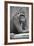 Gorilla-null-Framed Photographic Print