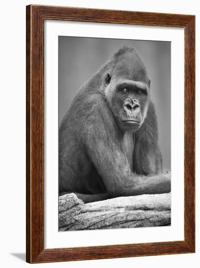 Gorilla-null-Framed Photographic Print