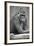 Gorilla-null-Framed Photographic Print