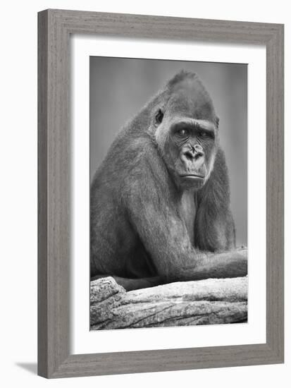 Gorilla-null-Framed Photographic Print