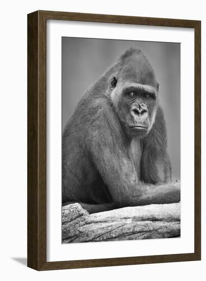 Gorilla-null-Framed Photographic Print