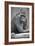 Gorilla-null-Framed Photographic Print