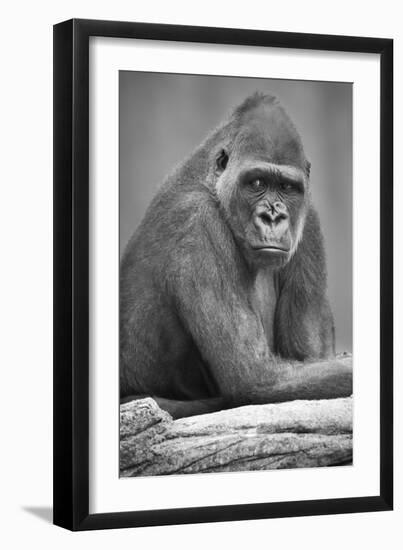 Gorilla-null-Framed Photographic Print