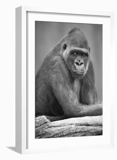 Gorilla-null-Framed Photographic Print