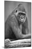 Gorilla-null-Mounted Photographic Print