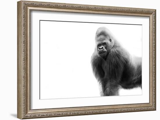 Gorilla-null-Framed Photographic Print