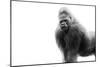 Gorilla-null-Mounted Photographic Print