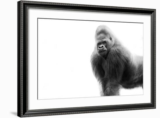 Gorilla-null-Framed Photographic Print