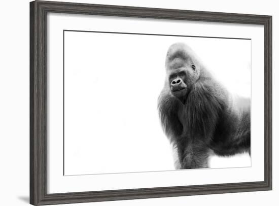 Gorilla-null-Framed Photographic Print