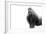 Gorilla-null-Framed Photographic Print