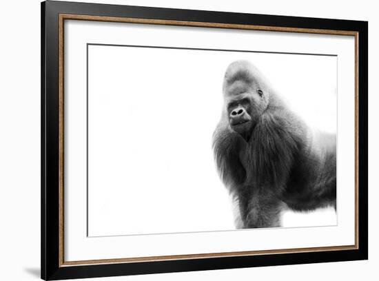 Gorilla-null-Framed Photographic Print