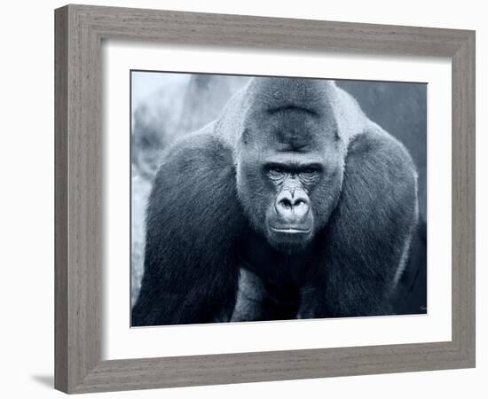 Gorilla-Gordon Semmens-Framed Photographic Print