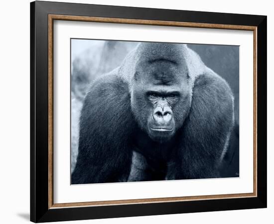 Gorilla-Gordon Semmens-Framed Photographic Print