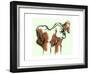Gorillas, ink drawing, 1975-null-Framed Giclee Print