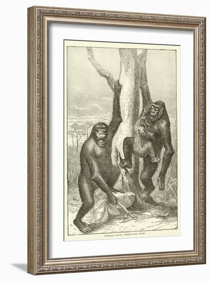 Gorillas, Male, Female and Young-null-Framed Giclee Print