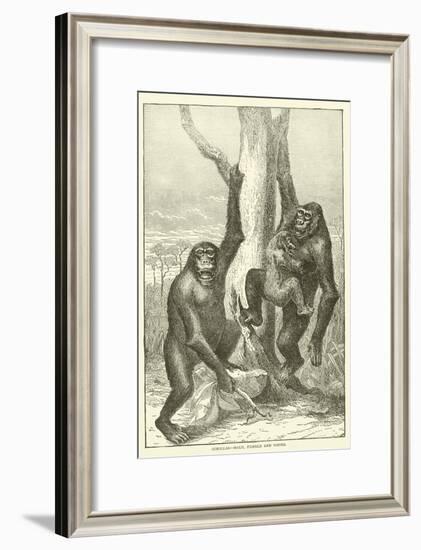 Gorillas, Male, Female and Young-null-Framed Giclee Print