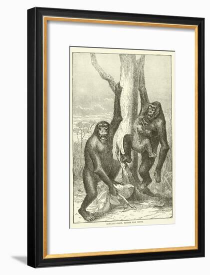 Gorillas, Male, Female and Young-null-Framed Giclee Print