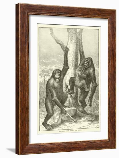 Gorillas, Male, Female and Young-null-Framed Giclee Print