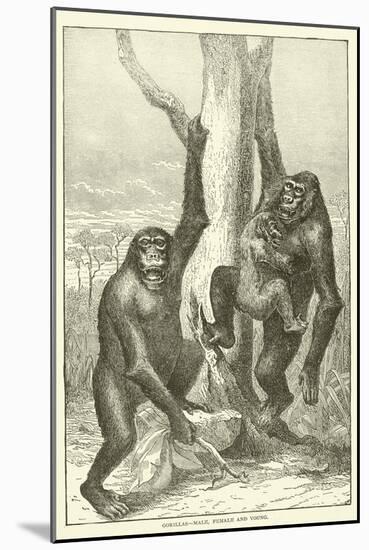 Gorillas, Male, Female and Young-null-Mounted Giclee Print