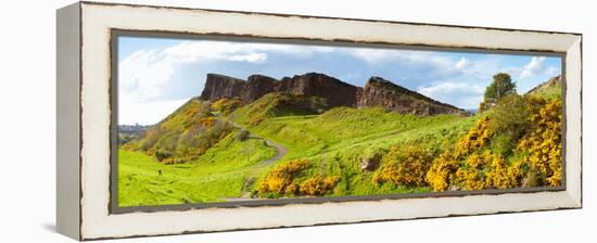 Gorse Bushes Growing on Arthur's Seat, Edinburgh, Scotland-null-Framed Stretched Canvas