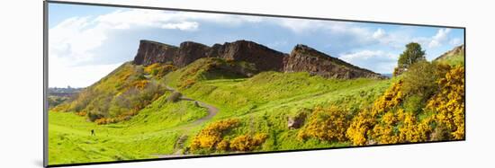 Gorse Bushes Growing on Arthur's Seat, Edinburgh, Scotland-null-Mounted Photographic Print