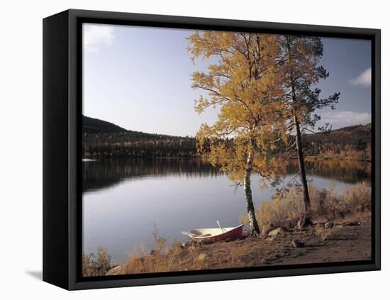 Gorse, Calycotome Villosa-Thonig-Framed Premier Image Canvas