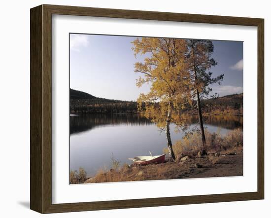 Gorse, Calycotome Villosa-Thonig-Framed Photographic Print