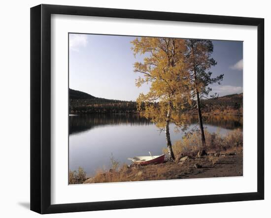 Gorse, Calycotome Villosa-Thonig-Framed Photographic Print