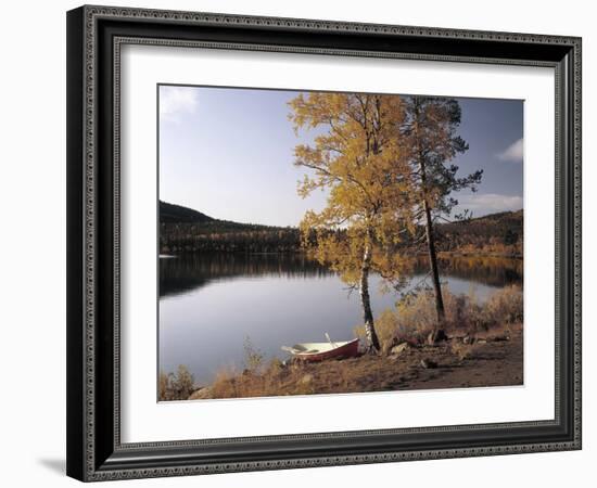 Gorse, Calycotome Villosa-Thonig-Framed Photographic Print