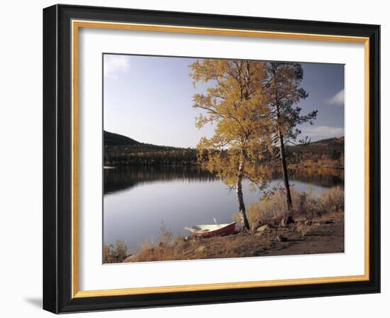 Gorse, Calycotome Villosa-Thonig-Framed Photographic Print