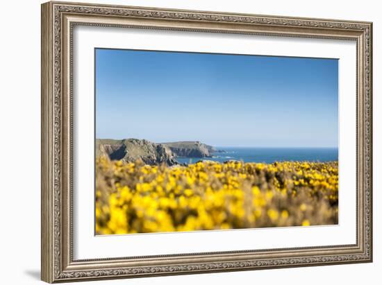 Gorse covered cliffs along Cornish coastline, westernmost part of British Isles, Cornwall, England-Alex Treadway-Framed Photographic Print