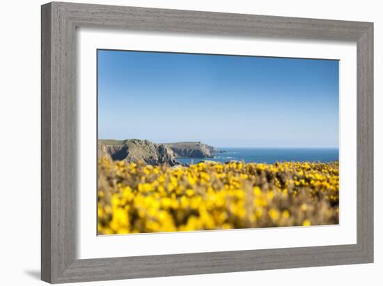 Gorse covered cliffs along Cornish coastline, westernmost part of British Isles, Cornwall, England-Alex Treadway-Framed Photographic Print