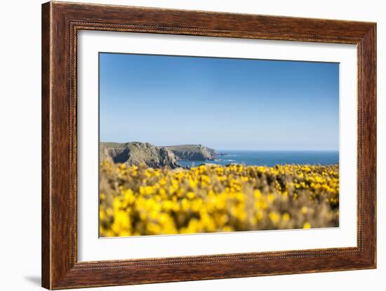 Gorse covered cliffs along Cornish coastline, westernmost part of British Isles, Cornwall, England-Alex Treadway-Framed Photographic Print