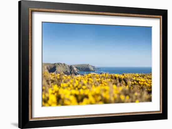 Gorse covered cliffs along Cornish coastline, westernmost part of British Isles, Cornwall, England-Alex Treadway-Framed Photographic Print