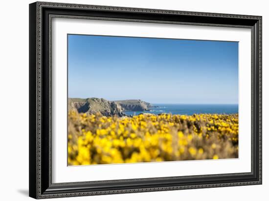 Gorse covered cliffs along Cornish coastline, westernmost part of British Isles, Cornwall, England-Alex Treadway-Framed Photographic Print