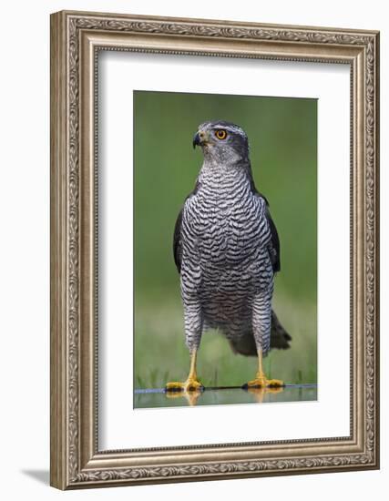 Goshawk (Accipiter Gentilis) Pusztaszer, Hungary, May 2008-Varesvuo-Framed Photographic Print