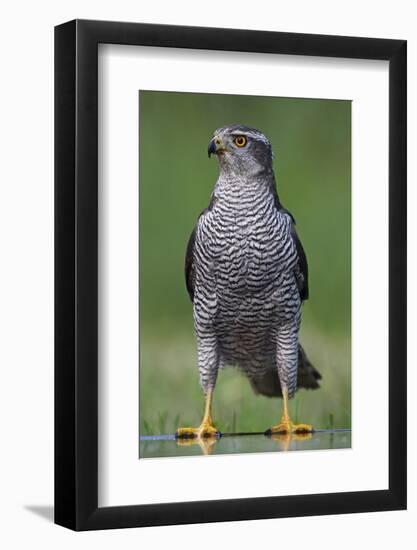 Goshawk (Accipiter Gentilis) Pusztaszer, Hungary, May 2008-Varesvuo-Framed Photographic Print