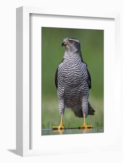 Goshawk (Accipiter Gentilis) Pusztaszer, Hungary, May 2008-Varesvuo-Framed Photographic Print